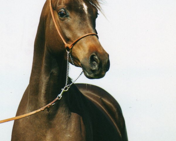 broodmare MIB Salisha (Arabian thoroughbred, 1998, from Naborscik ox)