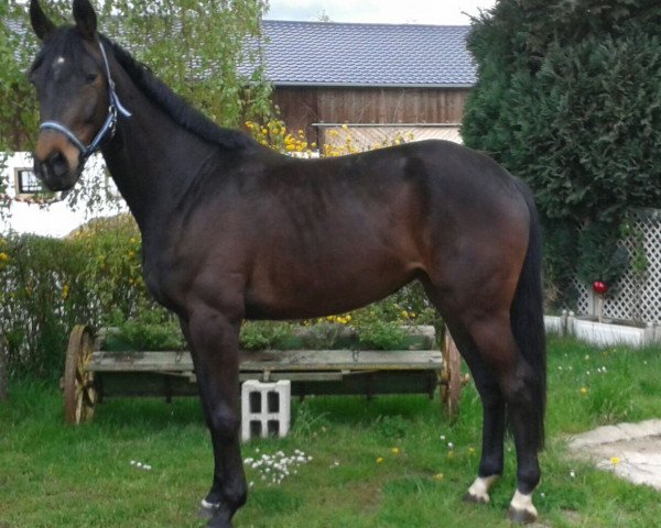 horse Rubis Royal S (Bavarian, 2011, from Florestano)