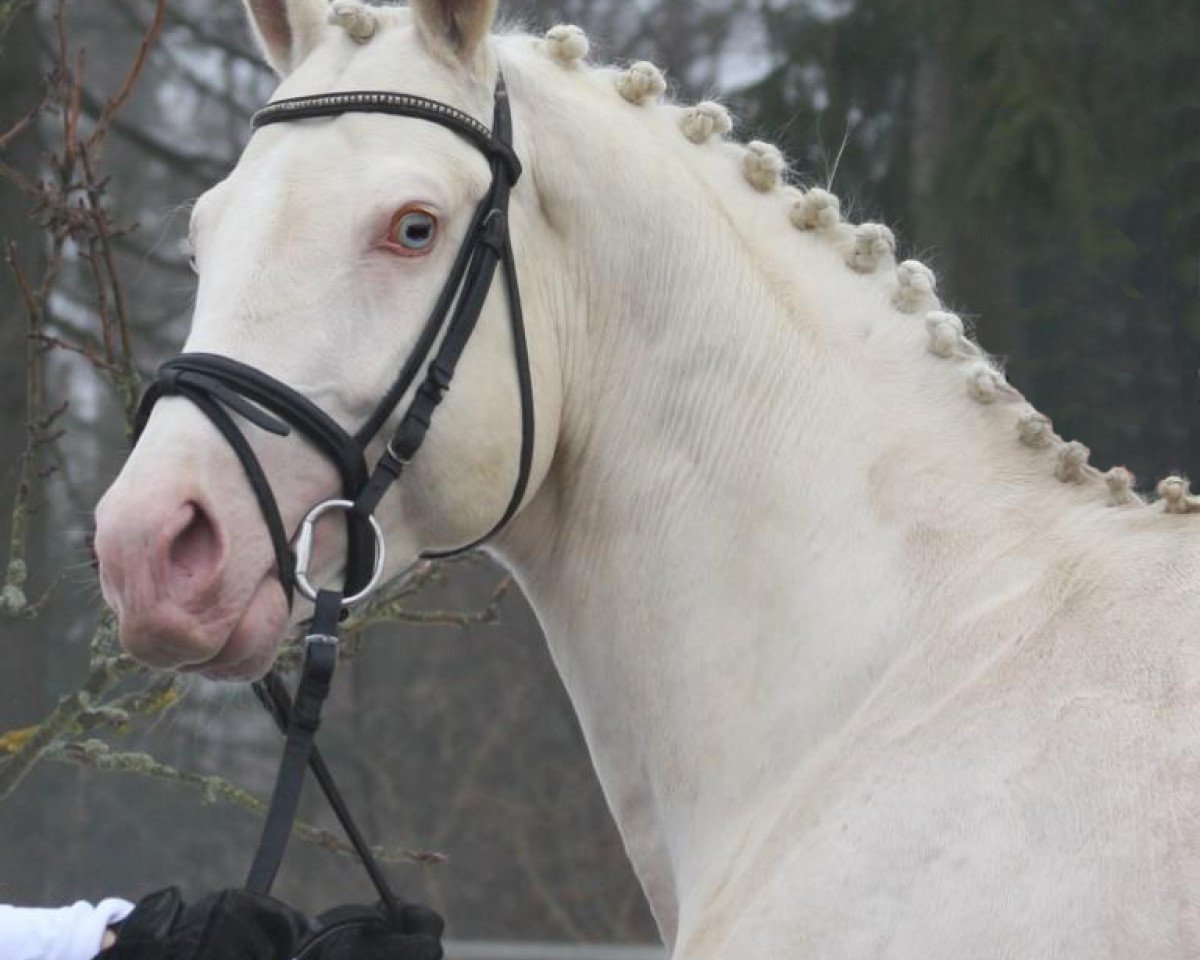 Deckhengst Weissgold GF (Deutsches Reitpferd, 2004, von Win the Gold GF)
