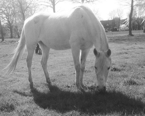 broodmare Shewala ox (Arabian thoroughbred, 1990, from Festiwal ox)