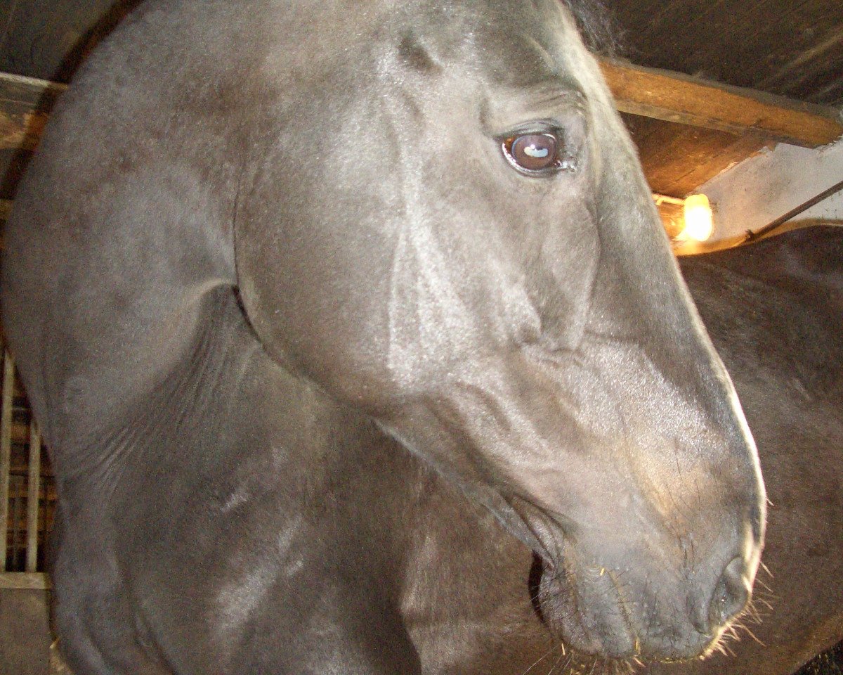 broodmare Santa Maria 31 (Danish Warmblood, 2002, from Carano)