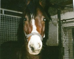 horse Dark Shadow (German Riding Pony, 2000, from Doolittle)