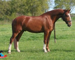 dressage horse Topaz Skovkant (Frederiksborger, 2008, from Kazahr)