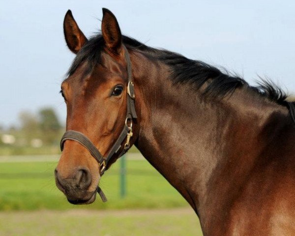 horse Pamira D. (Oldenburg, 2008, from Converter)