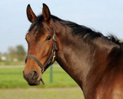 horse Pamira D. (Oldenburg, 2008, from Converter I)