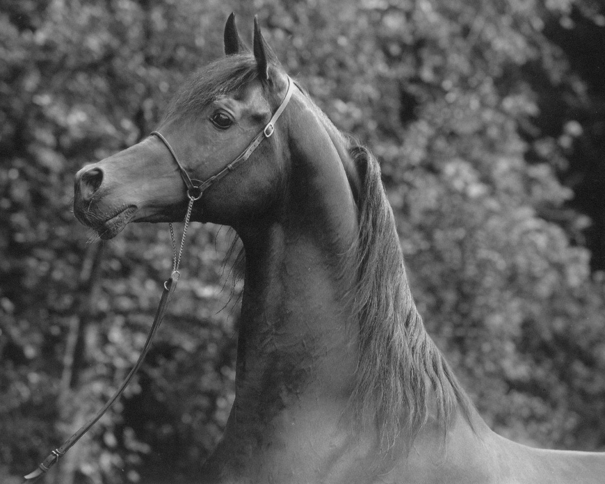 stallion Ajm Armani ox (Arabian purebred, 1999, from Amarin ox)