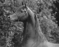 stallion Ajm Armani ox (Arabian thoroughbred, 1999, from Amarin ox)