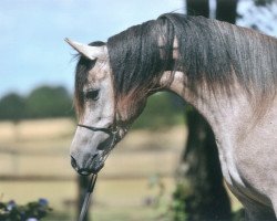 broodmare Shanin ox (Arabian thoroughbred, 2007, from Sharkassow ox)