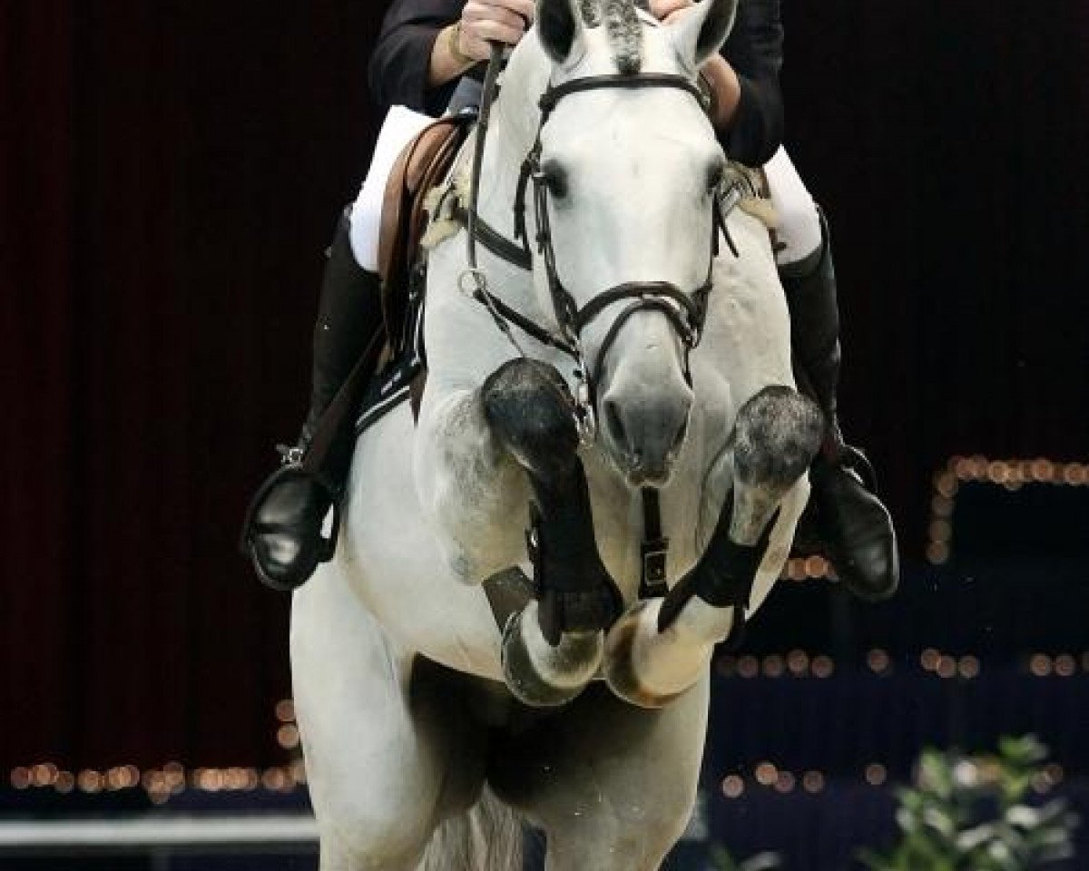 stallion Radisson (KWPN (Royal Dutch Sporthorse), 1998, from Indorado)