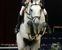 stallion Radisson (KWPN (Royal Dutch Sporthorse), 1998, from Indorado)