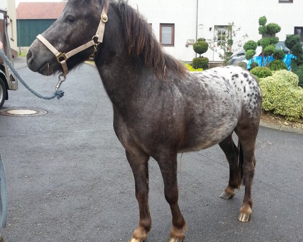 Pferd Lendorfs Giordyn (Dt.Part-bred Shetland Pony, 2013, von Vaderhoeve's Gideon)