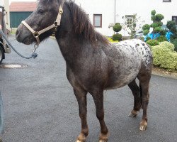 Pferd Lendorfs Giordyn (Dt.Part-bred Shetland Pony, 2013, von Vaderhoeve's Gideon)