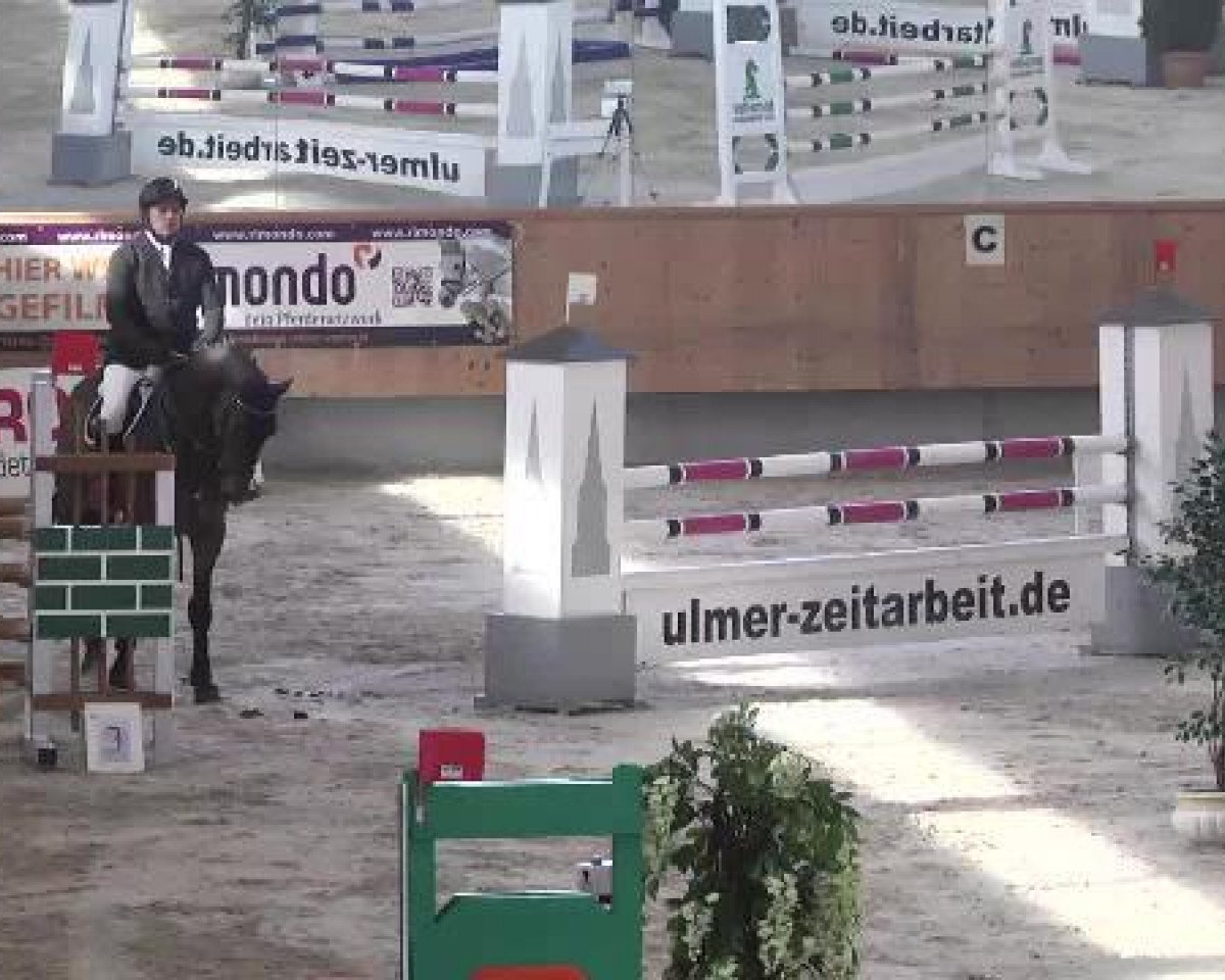 jumper Chequita OT (Oldenburg, 2008, from Check In 2)