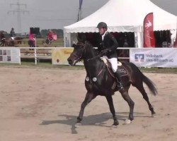 jumper Hh Casey Jones (Hanoverian, 2009, from Clinton I)