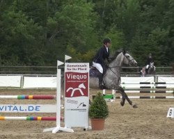 Springpferd Findorado VDL (KWPN (Niederländisches Warmblut), 2010, von Indorado)