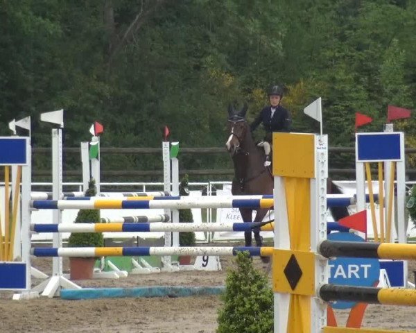 jumper Nick Never (KWPN (Royal Dutch Sporthorse), 2004, from Now Or Never M)