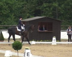 dressage horse Diokletian 2 (Hanoverian, 1999, from De Niro)