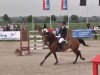 Springpferd Hertoch van 't Prinsenveld (Belgisches Warmblut, 2007, von Casario II)