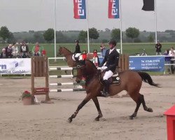 jumper Hertoch van 't Prinsenveld (Belgian Warmblood, 2007, from Casario II)