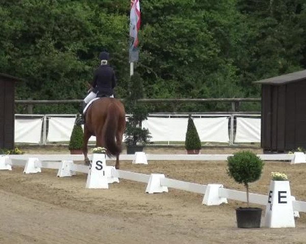 dressage horse Fehline H (Rhinelander, 2007, from Fürst Grandios)