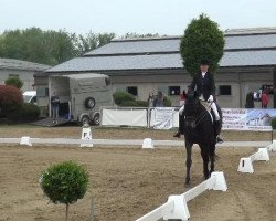 dressage horse Donna Ricciana (Hanoverian, 2005, from Don Crusador)