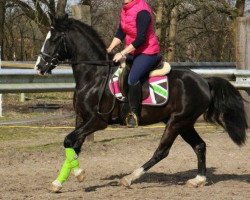 horse Alfred (Holländisches riding ponies,  )