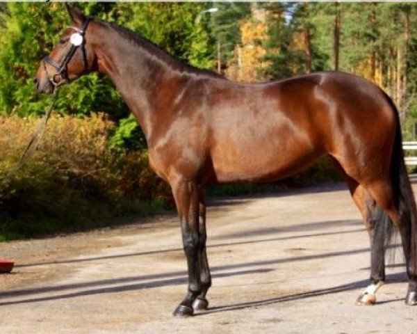 broodmare Odysseia (Trakehner, 2009, from Imperio 3)