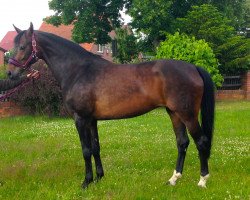 broodmare Astafine (Oldenburg, 2005, from Sandro Hit)