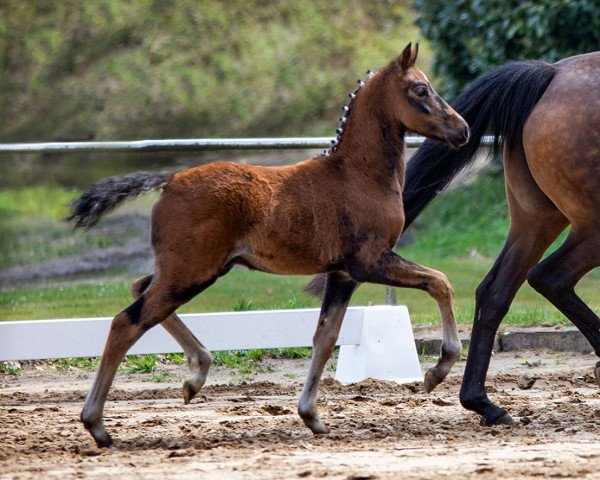 horse Goldbachs Damian (German Riding Pony, 2021, from Dean)