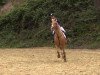 dressage horse JDJ's Dubai (KWPN (Royal Dutch Sporthorse), 2009, from Hagelkruis Valentijn)