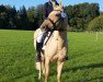 Springpferd Oberbayerns Golden Sunshine (Deutsches Reitpony, 2009, von FS Pontiac)