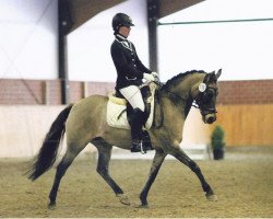 Dressurpferd Der Amoroso (Deutsches Reitpony, 2000, von FS Don't Worry)