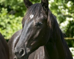 Pferd Hengst v. Sir Donnerhall geb 2014 (Oldenburger, 2014, von Sir Donnerhall I)