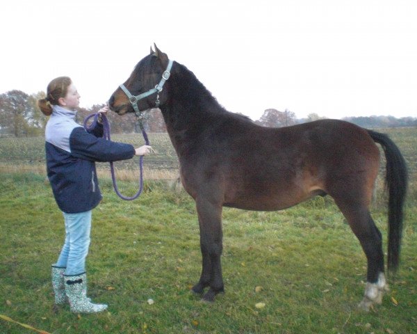 dressage horse Hennessy 112 (German Riding Pony, 2010, from Hot Cream 3)