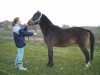 dressage horse Hennessy 112 (German Riding Pony, 2010, from Hot Cream 3)