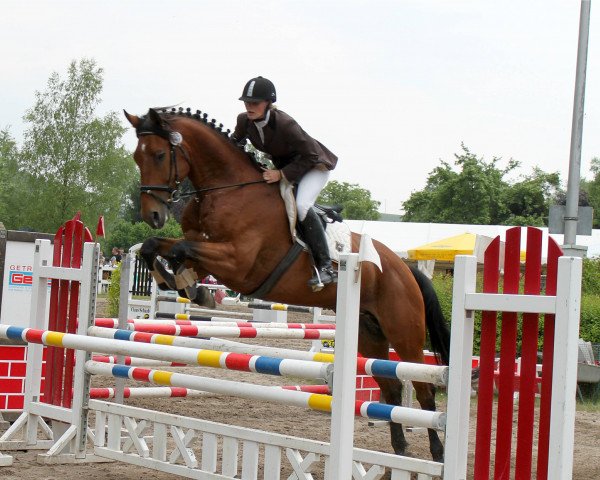 jumper Elton (Hanoverian, 2007, from Earl)