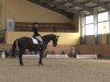 dressage horse De Lord 2 (Saxony-Anhaltiner, 2004, from De Niro)