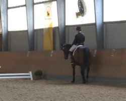 dressage horse Pik Cocojack (Rhinelander, 2003, from Prinz Miro)