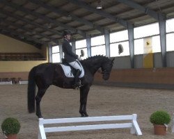 dressage horse Lord Lennox 23 (Rhinelander, 2006, from Lord Loxley I)