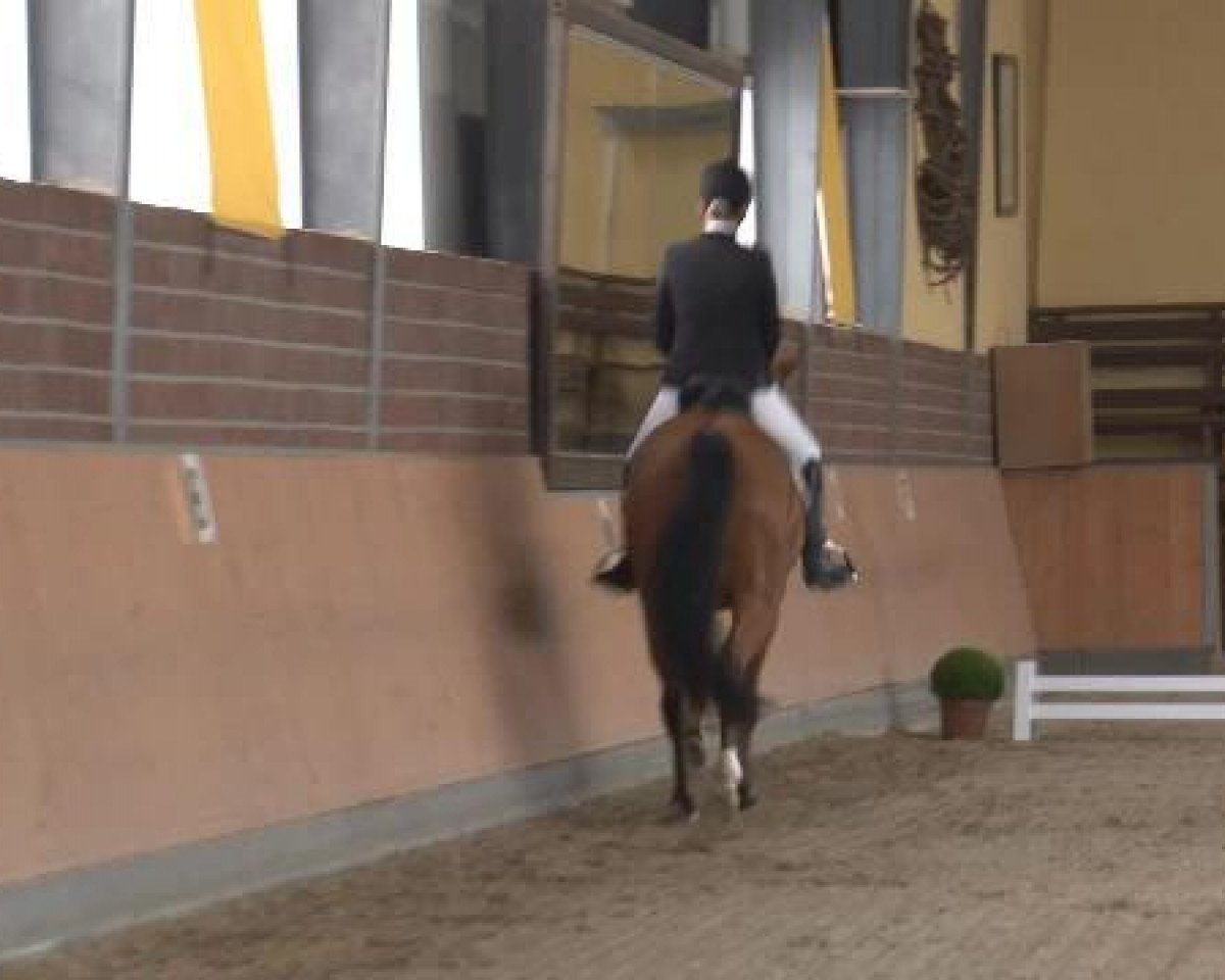 Dressurpferd Leviathan 24 (Deutsches Reitpferd, 2006, von Lorgos GL)