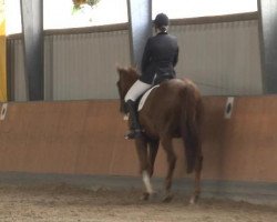 dressage horse Frontman 2 (Rhinelander, 2003, from Fiderglanz)