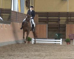 dressage horse Muckel 11 (Hanoverian, 1997, from Mont du Cantal AA)