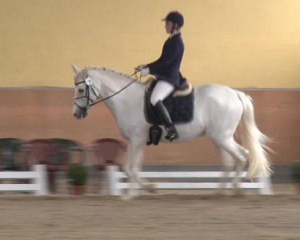 dressage horse Caribic Boy (unknown, 2000)