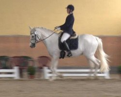 dressage horse Caribic Boy (unknown, 2000)