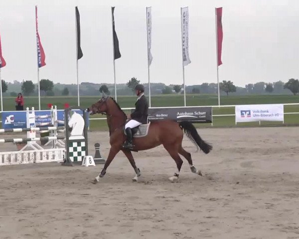 broodmare Vanessa 254 (KWPN (Royal Dutch Sporthorse), 2002, from Niveau)