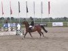 broodmare Vanessa 254 (KWPN (Royal Dutch Sporthorse), 2002, from Niveau)