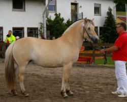 broodmare Smirna (Fjord Horse, 2008, from Valør Halsnæs)