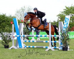 jumper Companjero 3 (Oldenburg show jumper, 2007, from Champion de Cord)