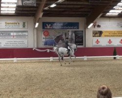 dressage horse Zafiro 11 (Cruzado-Espanol, 2004, from Aljarafe)