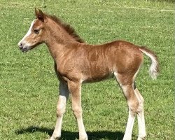 Pferd Goldbachs Stella (Welsh Pony (Sek.B), 2021, von Dean)